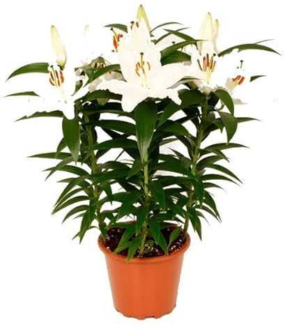 Lilium Planta Natural Conocida como Azucena de Interior