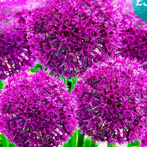 CSL sunrise Zierlauch Allium  Ostara  10x Zwiebeln bis 80 cm Höhe, purpurfarbene bis rote Blütenbälle,winterhart und mehrjährig Blumenzwiebeln, bienenfreundlich