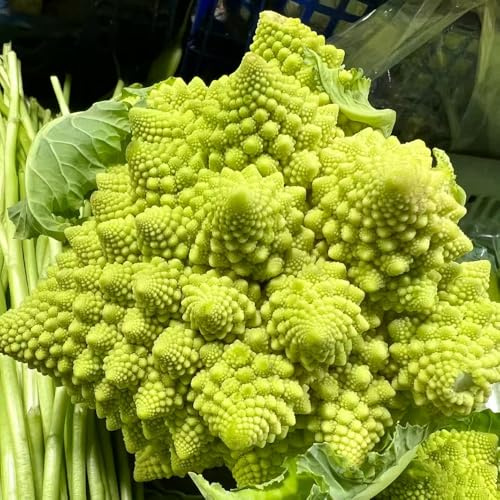coliflor verdes orgánicas exóticas semillas de coliflor trepadoras exóticas semillas de sostenibles resistentes en macetas resistentes jardines 200semillas