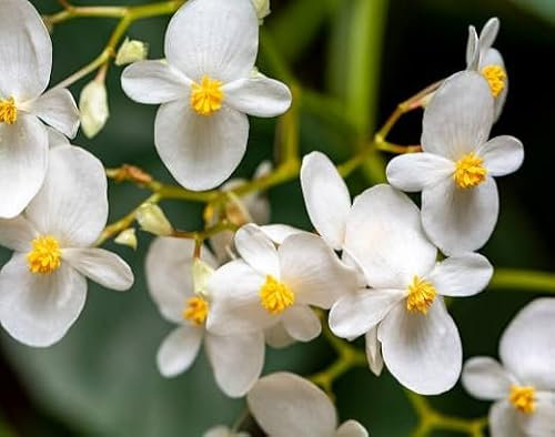 100 graines de fleurs de bégonia blanches