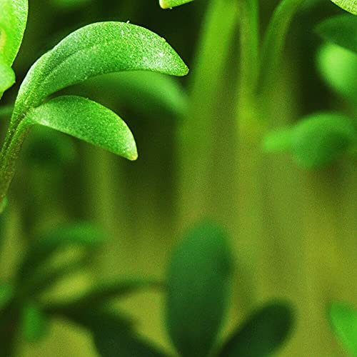 Cresson de jardin (Lepidium sativum) 25 kg