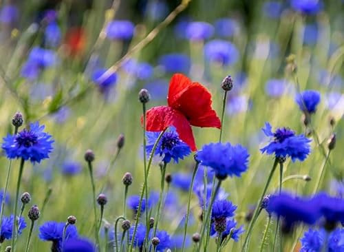 1000 Kornblumen Samen Blaue Kornblume Centaurea cyanus Blumenwiese Bienenweide Wildblume Blume