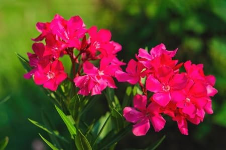 Oleander-Blumensamen 100 Stück rot