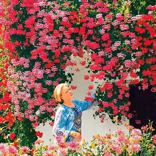 Ultrey Samenshop - 20 Stück Klettern-Geranien Samen seltene Pelargonien mehrjährige Gartenblumen Samen Winterharte Bonsai Topfpflanze für Garten Balkon/Terrasse