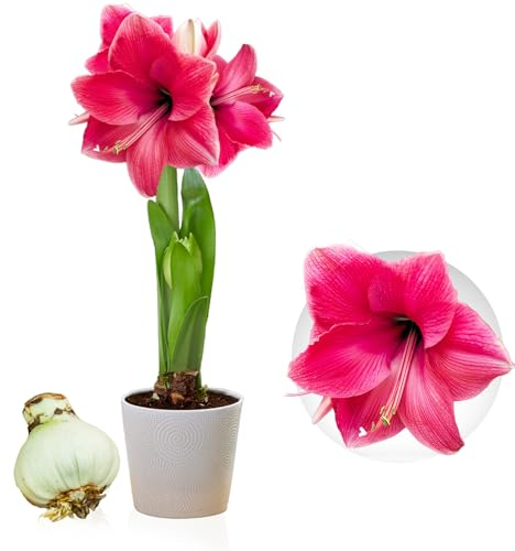 Amaryllis Pink Passion, 1 bulbo di grandi dimensioni 26/30, Esclusivi bulbi di fiori, piante e fiori dall'Olanda, AutenticiHippeastrum (senza semi, non in cera e non artificiali)