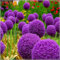 Allium Zwiebeln,Blumenzwiebeln,Winterharte Stauden, Zierblumen,Accessoires, Runde Blumen,Schnittblumen, Allium Zwiebeln Winterhart,Bienenfreundlich-10zwiebeln-E