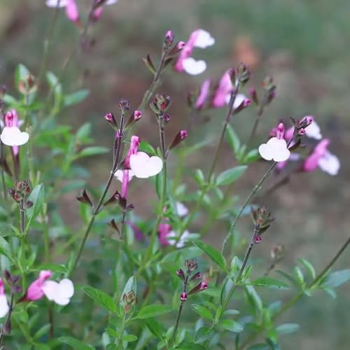 salbei hochbeet winterharte kübelpflanzen salbeisamen wildkräuter blumenwiese pflanzensamen wildblumen kräuterpflanzen küchenkräuter balkonpflanzen deko wohnzimmer gartenpflanzen 1000samen