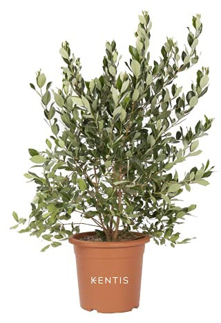 KENTIS - Feijoa Acca Sellowiana – Immergrüne Ananas-Guave – Winterharte Pflanzen für Garten – Hoch 100-120 cm Topf Ø 24 cm