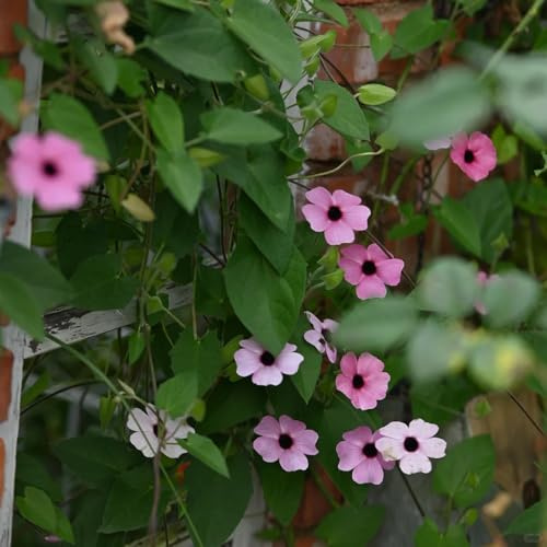 semi di Susanne dagli occhi neri - esotiche giardino, aiuola rialzata balcone, perenni resistenti 550pcs