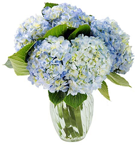 KaBloom - Beauty Bouquet of 6 Blue Hydrangeas with Vase - Fresh Flowers for Birthday, Valentine's & Mother's Day