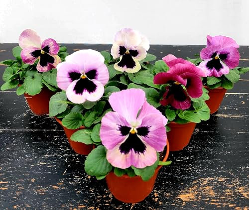 POWERS TO FLOWERS - VIOLE DEL PENSIERO, VIOLA PANSE', VIOLA A FIORE GRANDE ROSA CON OCCHIO, VASO 10,5 CM DIAMETRO, SET 6 PIANTE, piante vere