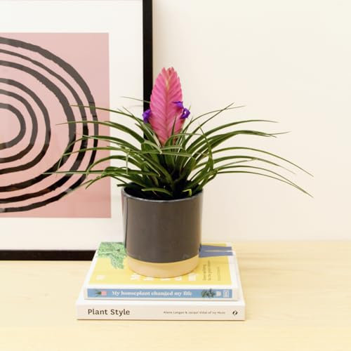 Carbeth Plants - 1 x Real Tillandsia Cyanea Bromeliad Indoor Plant in 9cm Pot - Live Hardy Evergreen Pink Quill Plant - Violet Blue Flowering Fan Flower - Easy to Care for Houseplant