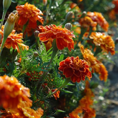 French Marigold Seeds for Planting, Pack of 5500 Tagetes Patula Seed, Flower Seeds for Plating