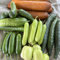 600 piezas Semillas de pepino - semillas de pepino - semillas hortalizas de invierno Comprar Plantas de Pepino - Cucumis Sativus - regalos de jardín, semillas orgánicas antiguas variedades