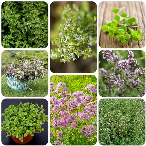 maggiorana d'appartamento rare semi di maggiorana per giardino di aromatiche da interno giardino aromatiche tappezzanti balcone semi per balcone 300semi
