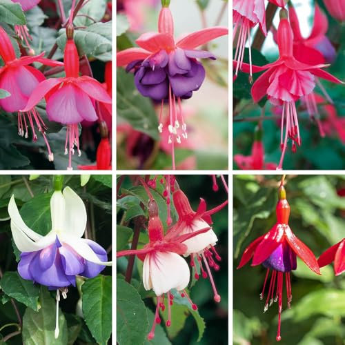 YouGarden The Complete Winter Hardy Fuchsia Collection, Set of 12 Plug Plants, Ready to Plant