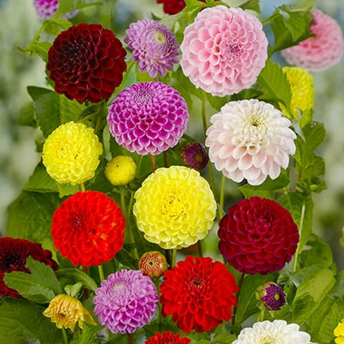 10 Bulbos de Dalias Pompon Mix para Exterior en Paquete Extra Grande - Plantas Listas para Jardín para Macetas, Contenedores y Parterres.