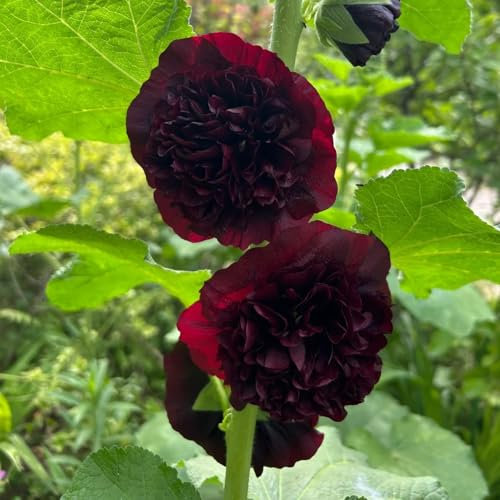 100 pcs stockrosen samen, stockrose, blumen winterhart, garten exotische pflanzen winterhart bodendecker winterhart mehrjährig pflanzen, pflanzensamen exotisch topfpflanzen für draußen,