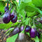 100 semillas de berenjena fresca morada