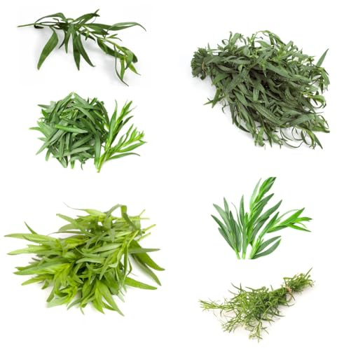 semillas de estragón perennes resistentes, medicinales perennes para camas elevadas, 130pcs