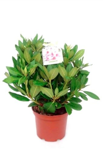 Planta natural Rhododendro Rosa, 30-40 cm. Rododendro, rhododendron. Arbusto con flores coloridas y densas. Segura Garden.