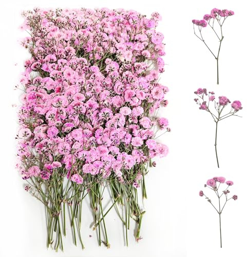 100 stycken Gypsophila Torkad (Rosa) Torkad Dimma för Dekoration Dekorativa Torkade Blommor Torkade Blommor För Harts Dekorativa Torkade Blommor Små För Harts DIY Smycken Ljus