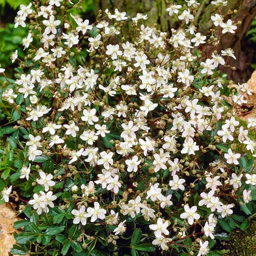 Potentilla Nuuk Piante da Giardino Pronte per l'Esterno Pianta Perenne Sempreverde in Vaso – Ideale per Aiuole, Bordure e altro