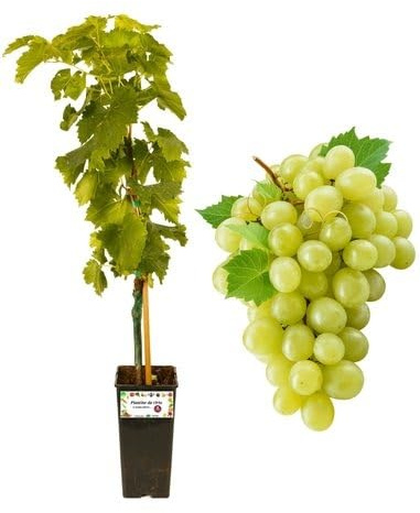 P. Piantine da Orto | UVA Fragola Bianca, Vaso 2 L, Pianta Pronta per Il Trapianto, Pianta Vera da Esterno, UVA da Tavola da Mangiare, Vivaio Italiano