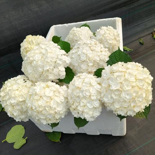 20 pcs hortensien samen winterhart-schneeballhortensie， blumenwiese samen winterharte kübelpflanzen gewächshaus balkon blumensamen gastgeschenk pflanzen für draußen winterhart pflanzen
