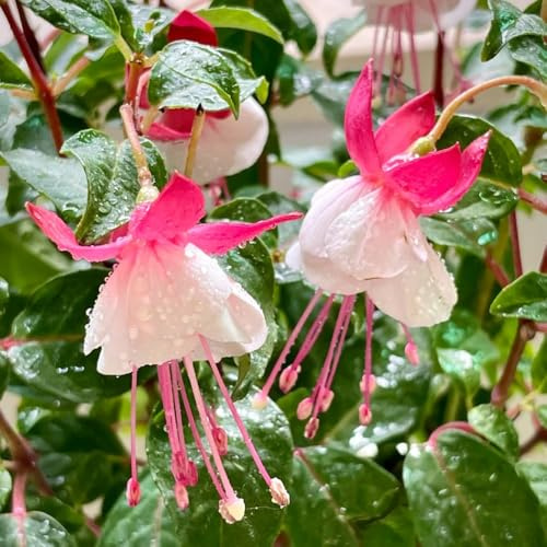 semi fucsia resistenti, campo, aiuole rialzate fucsia all'esterno rustiche per giardino, resistenti balcone, 100pcs