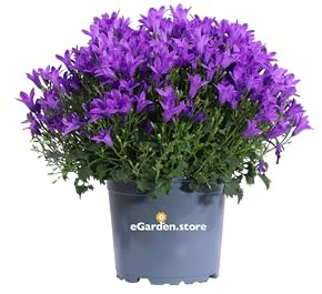 Pianta di Campanula Portenschlagiana Pianta di Campanula da Muro pianta da esterno pianta da balcone pianta da fiore Fiori di Campanula ornamentali pianta vera venduta da eGarden.store (Viola)