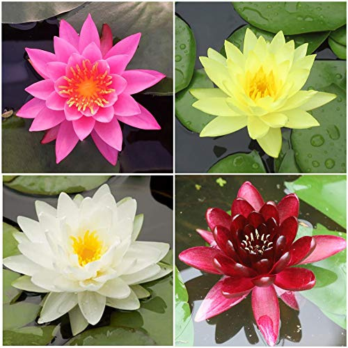 Water Lily Bundle (Top 4 IWGS Award) - 4 Pre-Grown Hardy Lilies Rhizomes in White, Red, Yellow, Orange from AquaLeaf Aquatics