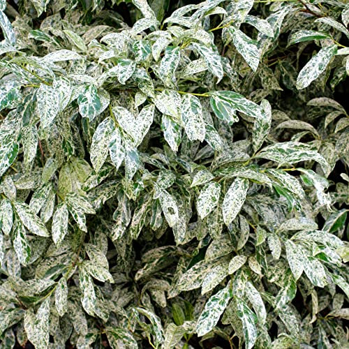 Prunus Marbled White Evergreen Variegated Outdoor Garden Shrub Spring Flowering Scented Plant in Pot