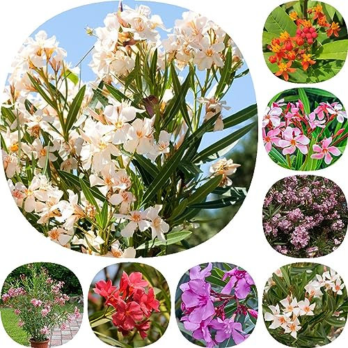 20 Stücke Oleander Samen, Geschenke Für Gartenfreunde (Nerium Oleander) Gartenblumen Bonsai Samen, Hochbeet Samen Wildblumensamen Bio Saatgut Geschenke Für Gärtner Gartendeko Für Draußen,