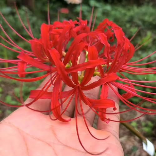 Bulbi giglio ragno - Lycoris Radiata perennes resistentes Cobertura resistente bulbos resistentes macizo jardín silvestres 4pcs