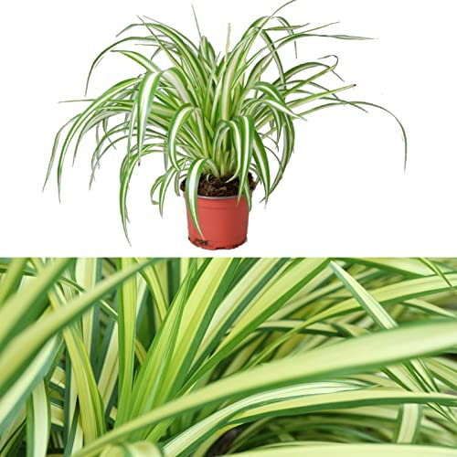 Spider Plant in 12cm Pot - Chlorophytum comosum - Indoor Air Purify Plant - Easy to Maintain (1 Plant)