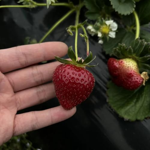 semillas de fresa perenne, fresa columnares fresas colgantes, fresa de frescas, decoración de jardín al aire libre, 400pcs