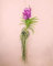 Orquídea Vanda | Plantas Naturales Interior | Pur Plant