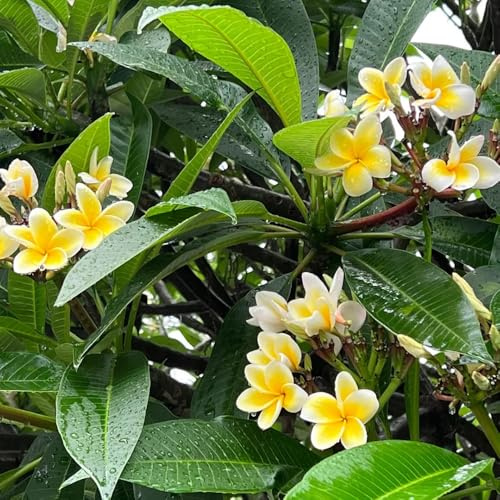 semillas de plumeria frangipani, exóticas resistentes semillas y interior, interior verdes, decoración jardín al aire libre, 250pcs