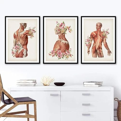 Baibexing Cuadro De Lienzo Con Diseño De Flores, Órganos, Cuerpo Humano, Anatomía, Medicina, Carteles Nórdicos E Impresiones, Imágenes De Pared Para Decoración De Sala De Estar 40X60Cmx3Pcs Sin Marco