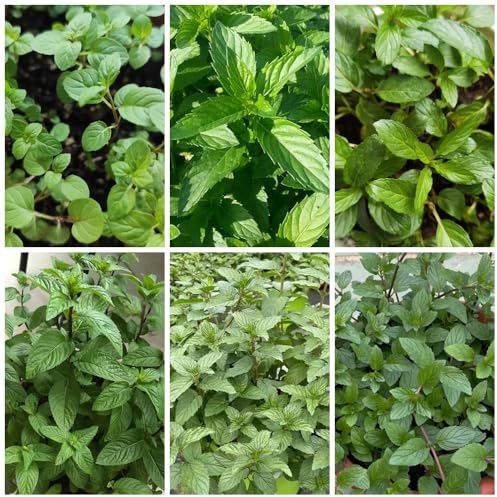 Semi di menta piperita, resistente al freddo da giardino, all'inverno, 500pcs