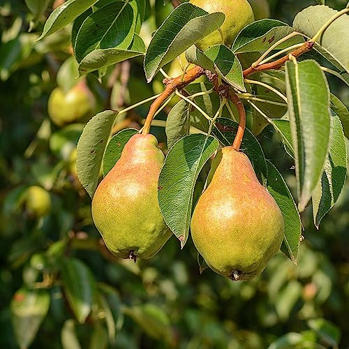 semillas resistentes del peral - Cama elevada balcón Invernadero extremadamente 200pcs