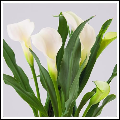 bulbi di Zantedeschia, Delicati, Robusti, Vivaci, Sereni,Eleganti, calla bulbi-2 bulbi