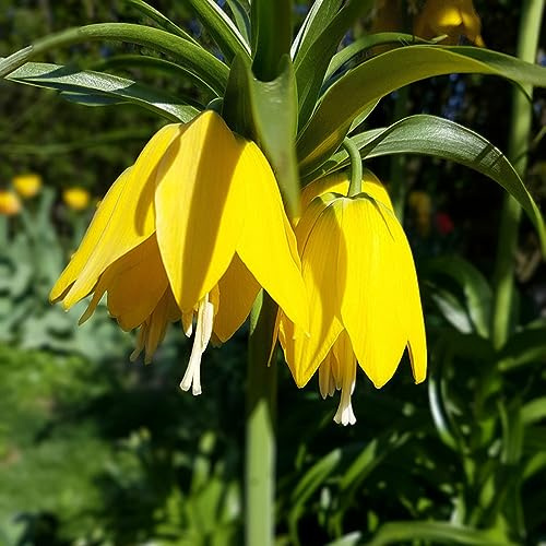 bulbi imperiale coronata riverdimento di tetti da giardino balcone resistenti 2pcs