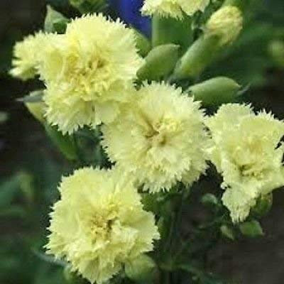 30 + Yellow Grenadin Carnation Blumensamen/Dianthus / Carysphyllus/Perennial