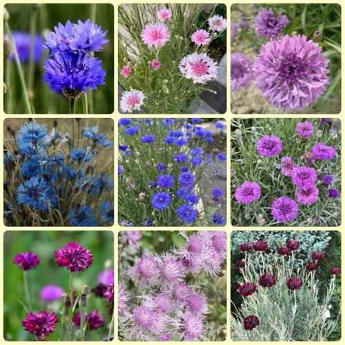 Kornblumen Samen blumen geschenk, bio saatgut kornblumensamen, Centaurea cyanus samen blumen, balkonpflanzen blumensamen mehrjährig winterhart bodendecker samen winterhart blumensamen, 1000pcs