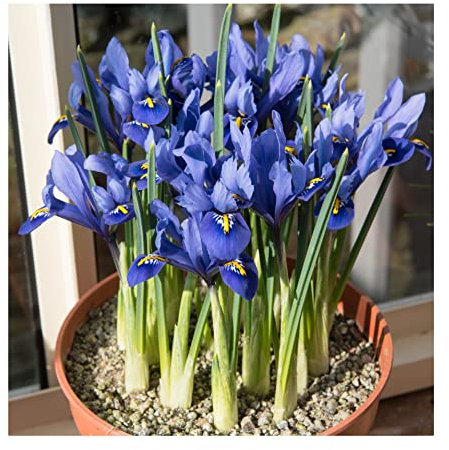 10x Iris Reticulata Harmony Bulbs Dwarf Miniature Blue Flowers Ideal for Rockeries Pots Borders Hardy Early Spring Garden Perennial
