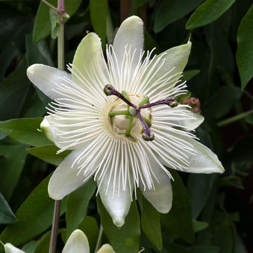 Carbeth Plants - 1 x Passiflora Snow Queen Plant in 9cm Pot - Passion Flower Semi Evergreen Climbing Shrub - Outdoor Garden Ready Perennial - Ideal for Growing on Walls, Fences & Trellis