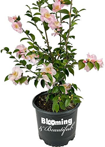 Japanese Fantasy Camellia - 3 gal - Fragrant White/Pink Blooms Dark Green Foliage - Evergreen Dense Shrub – Zones 7-10 - Camellia Japonica - Camellia x ‘Japanese Fantasty’ - 3 Gallon Pot