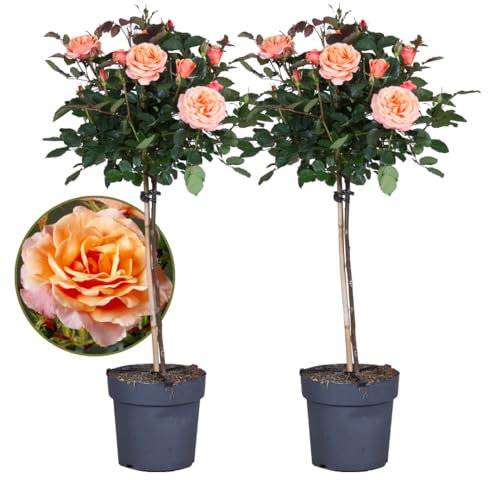 Plant in a Box - Rosa Palace 'Catherine' - Rosier sur tige XL - Lot de 2 - Orange - Dimensions du pot 19 cm - Hauteur 80-100 cm